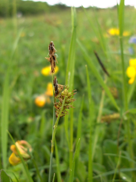 glaucous sedge / Carex flacca: The utricles of _Carex flacca_ are papillose or shortly hairy.