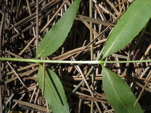 narrow-leaved ash / Fraxinus angustifolia: The hairs along the base of the midrib of each leaflet make this _Fraxinus angustifolia_ subsp. _oxycarpa_.