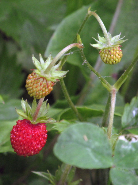strawberry / Fragaria vesca: The tasty fruit of _Fragaria vesca_ is a swollen receptacle with achenes on its surface; the back-swept sepals distinguish the wild species from its cultivated relative, _Fragaria ananassae_.