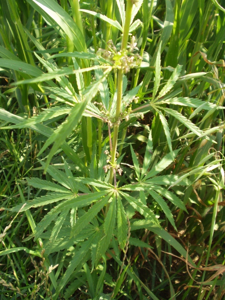 hemp / Cannabis sativa: The leaves of _Cannabis sativa_ are one of the most widely recognised leaves in the world.