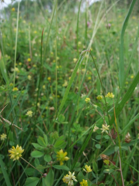 grass vetchling / Lathyrus nissolia