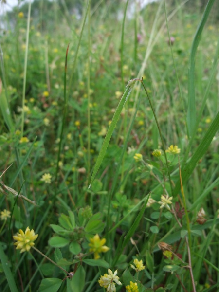 grass vetchling / Lathyrus nissolia: Fruit