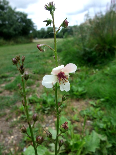 moth mullein / Verbascum blattaria: White-flowering variant