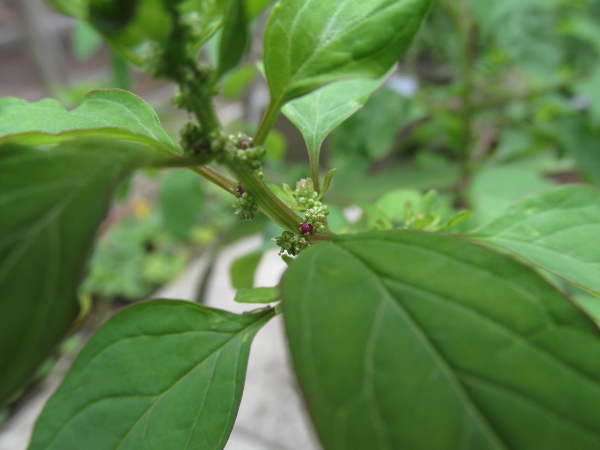 many-seeded goosefoot / Lipandra polysperma: Stem and stem-leaves