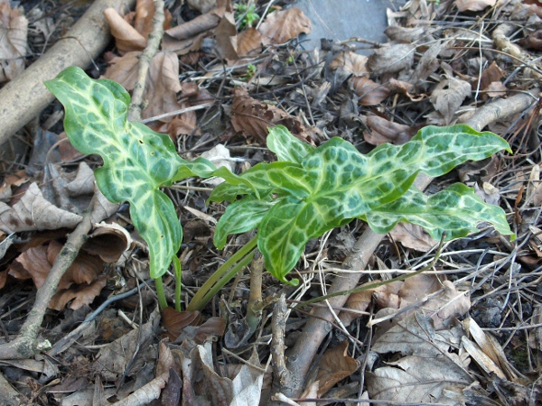 Italian lords-and-ladies / Arum italicum: The leaves of _Arum italicum_ have a pale midrib, and sometimes other pale markings.