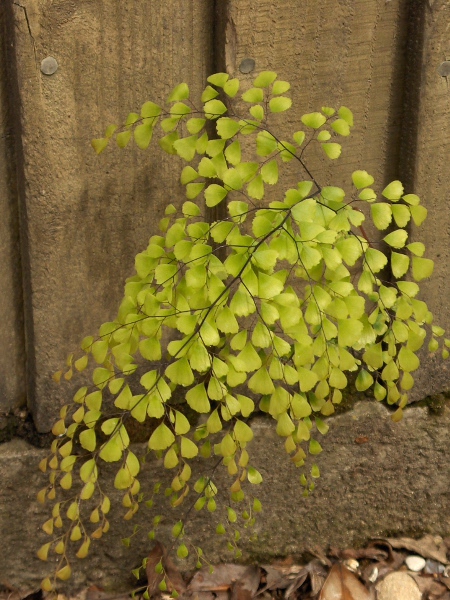 maidenhair fern / Adiantum capillus-veneris: _Adiantum capillus-veneris_ is a distinctive fern that is popular in gardens, but is also native to some milder coastal sites.