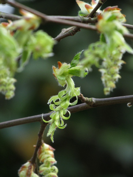 hornbeam / Carpinus betulus