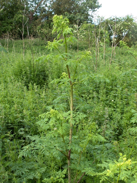 hemlock / Conium maculatum: _Conium maculatum_ is a toxic herb of lowland grasslands and banks found across most of the British Isles; its stems can usually be recognised by the characteristic purple blotches.