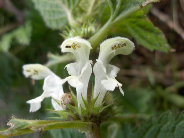 white dead-nettle / Lamium album: Although not native, _Lamium album_ can now be found in woods and hedgerows across the British Isles.
