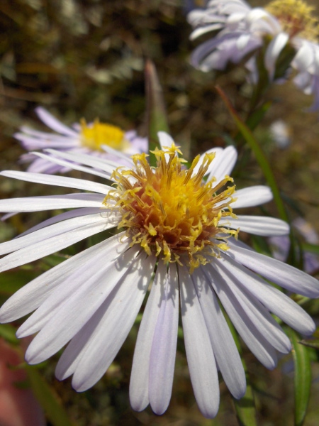 sea aster / Tripolium pannonicum