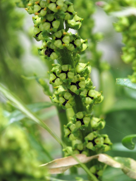 weld / Reseda luteola