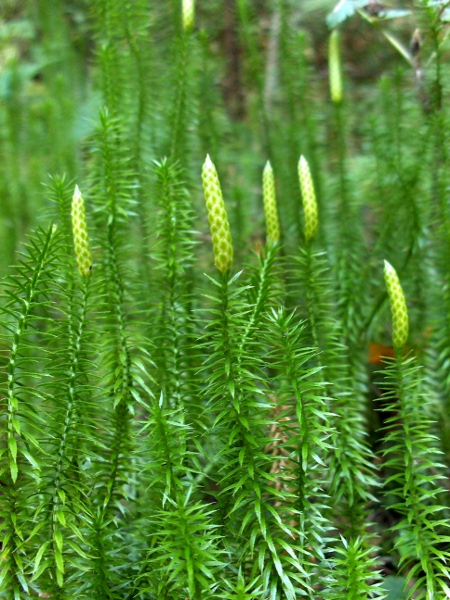 interrupted clubmoss / Lycopodium annotinum: _Lycopodium annotinum_ produces shorter leaves towards winter, leaving recognisable annual disjunctions along the stem.