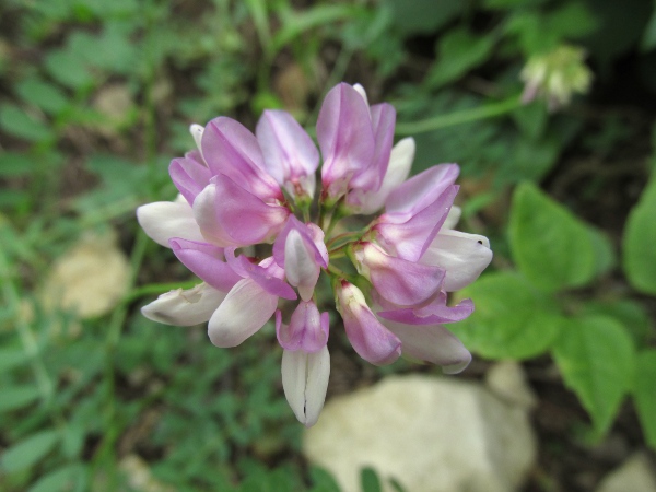 crown vetch / Securigera varia: The short inflorescence, with flowers pointing in each direction, may resemble a crown.