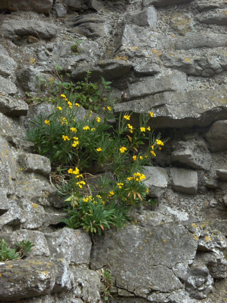 wallflower / Erysimum cheiri: _Erysimum cheiri_ is a popular garden plant, and grows well in warm, dry, rocky sites, especially on limestone.