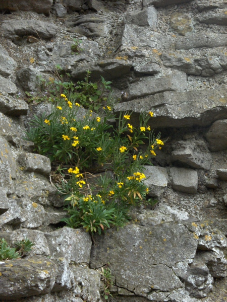 wallflower / Erysimum cheiri