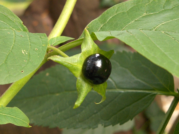 deadly nightshade / Atropa belladonna: The fruit of _Atropa belladonna_ is deadly poisonous.