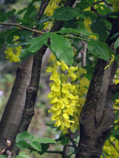 Scottish laburnum / Laburnum alpinum: _Laburnum alpinum_ has dangling racemes of yellow flowers, 13–18 mm long.