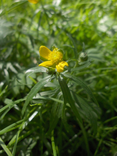 goldilocks buttercup / Ranunculus auricomus: Because they are self-fertilising, the flowers are often incomplete.