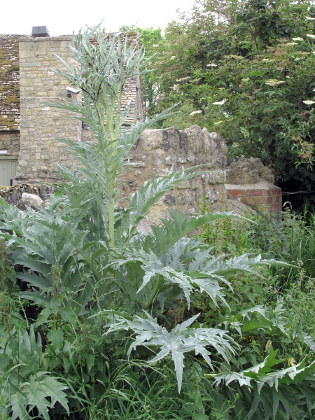 globe artichoke / Cynara cardunculus: _Cynara cardunculus_ is grown in gardens and allotments for food, either the petioles (in var. _cardunculus_) or the young phyllaries and receptacle (in var. _scolymus_).