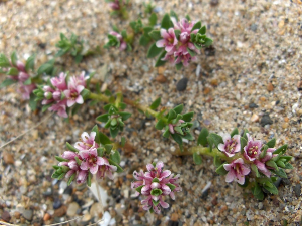 sea milkwort / Lysimachia maritima