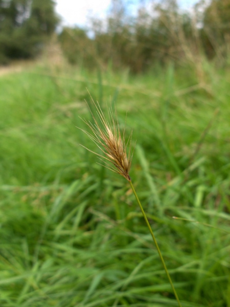 wall barley / Hordeum murinum: Inflorescence