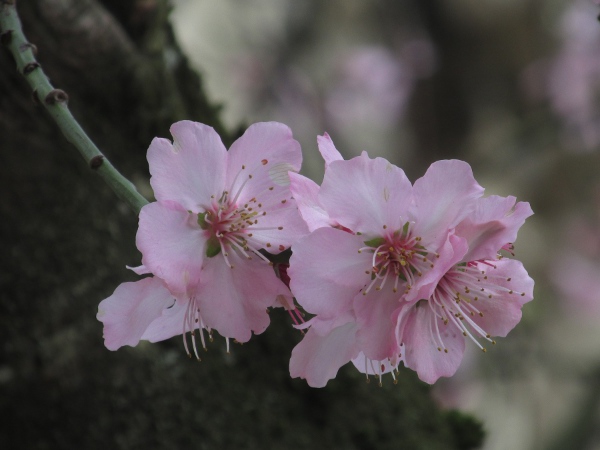 almond / Prunus dulcis: Blossom