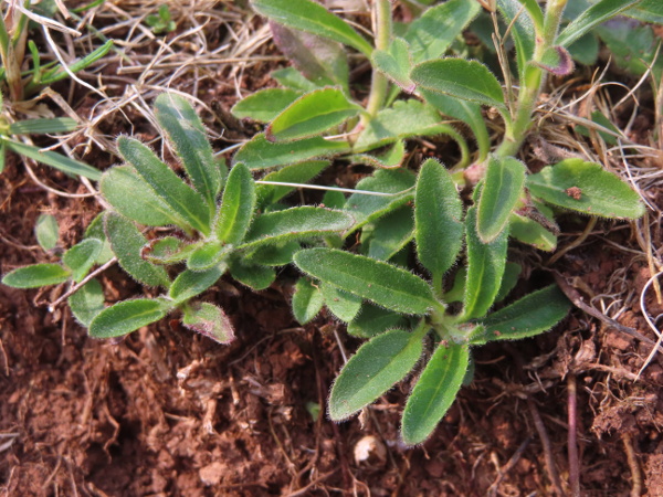 spiked speedwell / Veronica spicata: Unlike _Veronica longifolia_, the leaves of _Veronica spicata_ are widest near the centre, are hairy and have rounded teeth.