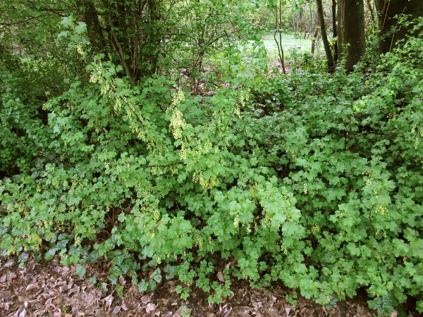 redcurrant / Ribes rubrum: _Ribes rubrum_ grows in shady woodlands.