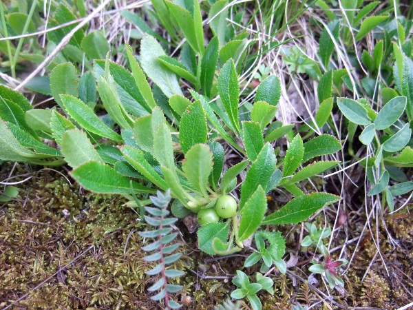 Arctic bearberry / Arctostaphylos alpinus: _Arctostaphylos alpinus_ is an <a href="aa.html">Arctic–Alpine</a> dwarf shrub found in the Scottish Highlands, especially north of the Great Glen; it has toothed, deciduous leaves, unlike _Arctostaphylos usa-ursi_.