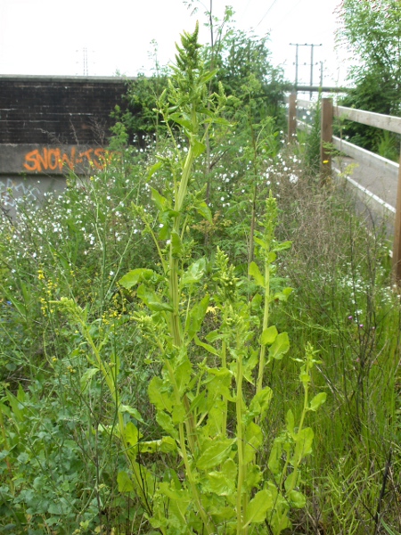 beet / Beta vulgaris: _Beta vulgaris_ subsp. _cicla_ is an upright weed of waste ground.
