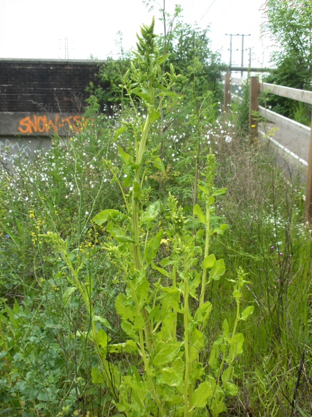 sugar beet / Beta vulgaris subsp. cicla: _Beta vulgaris_ subsp. _cicla_ is an upright weed of waste ground.