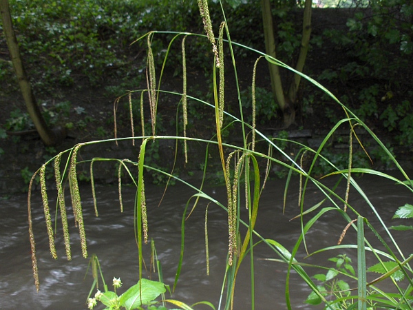 pendulous sedge / Carex pendula: The several long female spikes and 1 or 2 male spikes hang down from the stem.