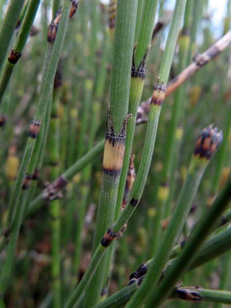 Moore’s horsetail / Equisetum × moorei: The stem-sheaths of _Equisetum_ × _moorei_ have black bands at top and bottom.