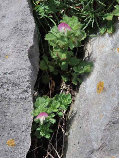 small restharrow / Ononis reclinata: _Ononis reclinata_ occurs on the Gower and Castlemartin peninsulas in south Wales and either side of Tor Bay (VC3).