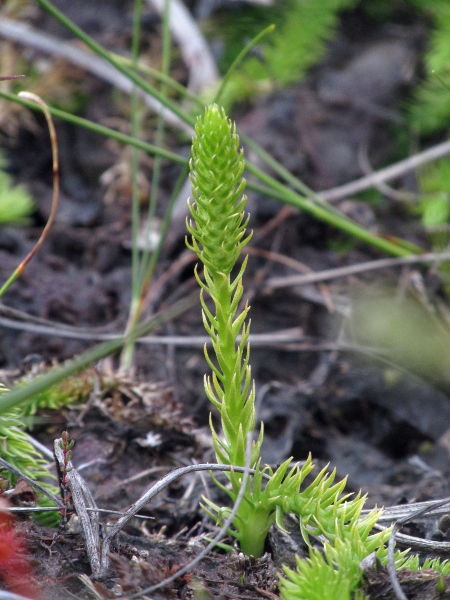 marsh clubmoss / Lycopodiella inundata: _Lycopodiella inundata_ has almost entirely untoothed sporophylls (unlike _Selaginella selaginoides_), tapering to a point (not ending in a hair-point like _Lycopodium clavatum_).