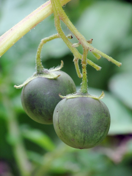 potato / Solanum tuberosum: The fruit of _Solanum tuberosum_ is a dull, green, poisonous berry.