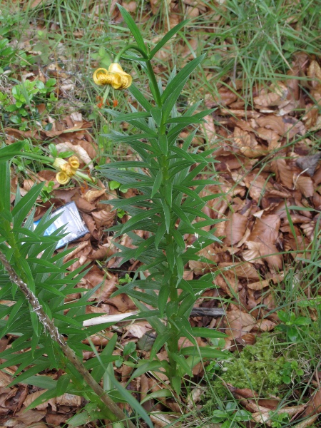 Pyrenean lily / Lilium pyrenaicum: Its narrow leaves are numerous and spirally borne.