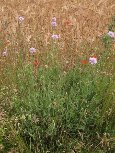 field scabious / Knautia arvensis