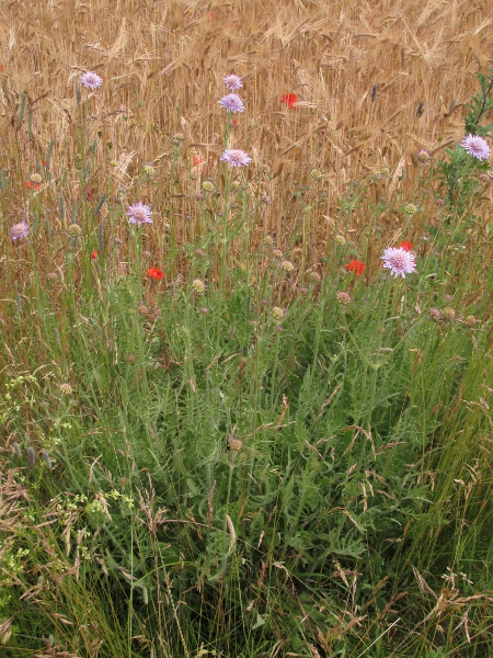 field scabious / Knautia arvensis: _Knautia arvensis_ is a widespread component of base-rich grasslands, including arable fields.