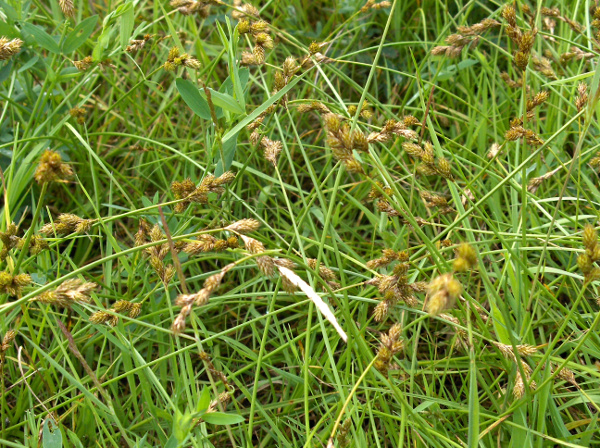 oval sedge / Carex leporina: _Carex leporina_ is a common sedge of acidic grasslands, especially in the uplands.