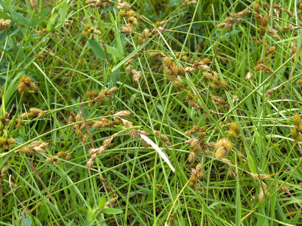 oval sedge / Carex leporina