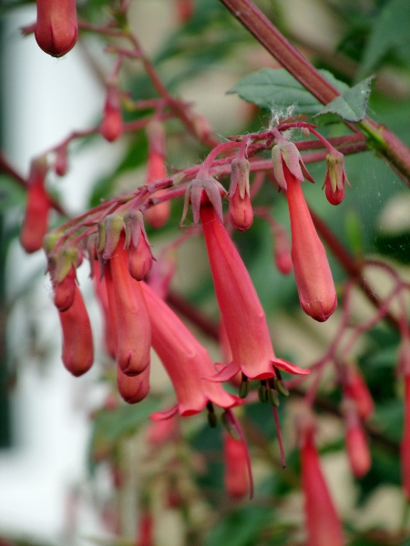 Cape figwort / Phygelius capensis: The long, red, tubular flowers hang in terminal panicles, the 4 stamens protruding from the 5 short corolla-lobes.