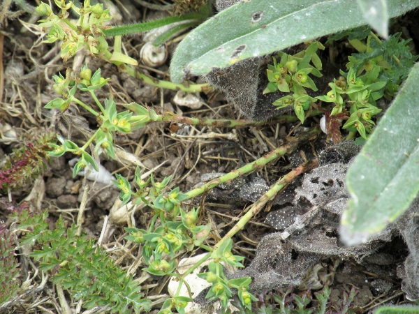 dwarf spurge / Euphorbia exigua: _Euphorbia exigua_ is one of the smallest species of _Euphorbia_ in the British Isles.