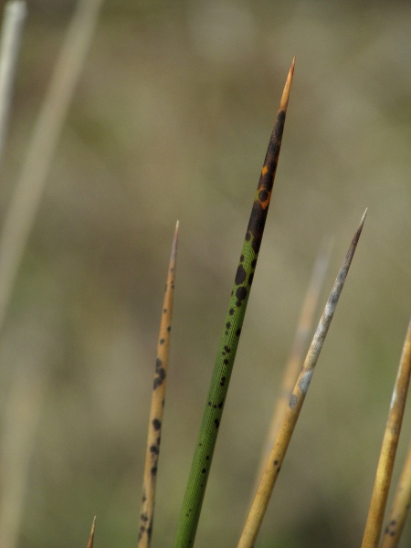 sharp rush / Juncus acutus: The name _Juncus acutus_ refers to the stiffly pointed leaves, a feature this species shares with _Juncus maritimus_.