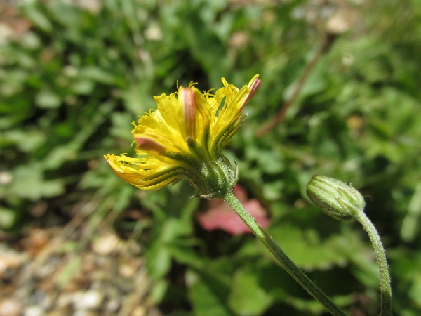 smooth hawk’s-beard / Crepis capillaris