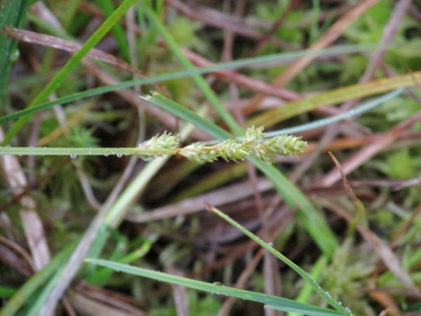 white sedge / Carex canescens: _Carex canescens_ has flowering spikes with male flowers at the base and female flowers above, all of which are a pale yellowy green; it grows in bogs and wet heaths.