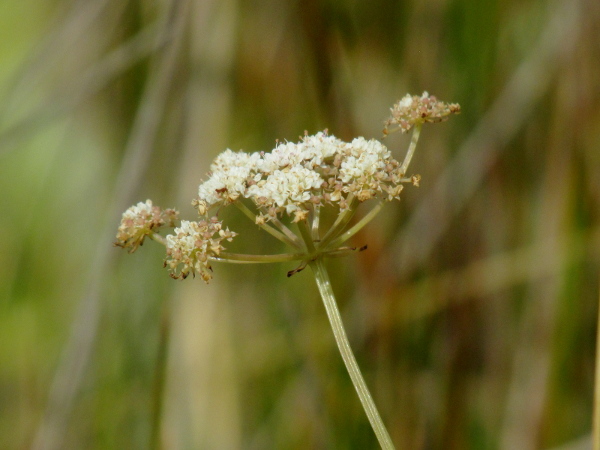 parsley water-dropwort / Oenanthe lachenalii: _Oenanthe lachenalii_ has up to 5 bracts at the base of the inflorescence; its stems are distinctly ridged (unlike _Oenanthe fistulosa_).