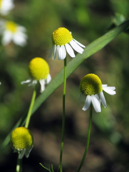 scentless mayweed / Tripleurospermum inodorum: The downward angle of the ligules is a common feature of _Tripleurospermum inodorum_, but it also sometimes seen in similar species, including _Matricaria chamomilla_.