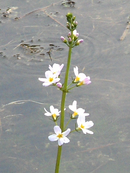 water violet / Hottonia palustris: Like _Primula vulgaris_, _Hottonia palustris_ is heterostylous with separate self-incompatible ‘pin’ and ‘thrum’ morphs.