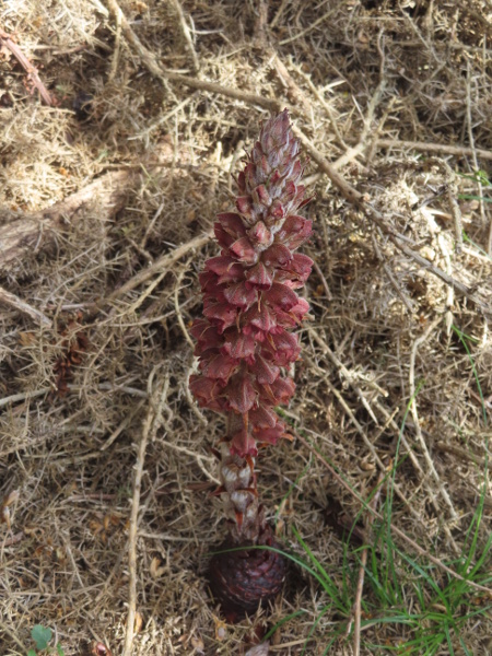 greater broomrape / Orobanche rapum-genistae: _Orobanche rapum-genistae_ is a <a href="parasite.html">parasite</a> of leguminous shrubs such as _Cytisus scoparius_ and especially _Ulex europaeus_; it produces tall spikes of flowers, up to 60 cm high.